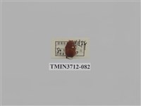 藏品(金龜子科)的圖片